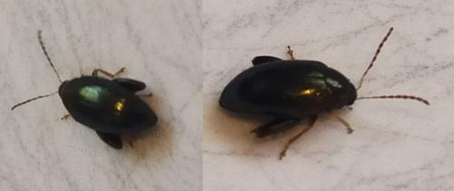 Réf. 258 421 : Psylliodes sp.